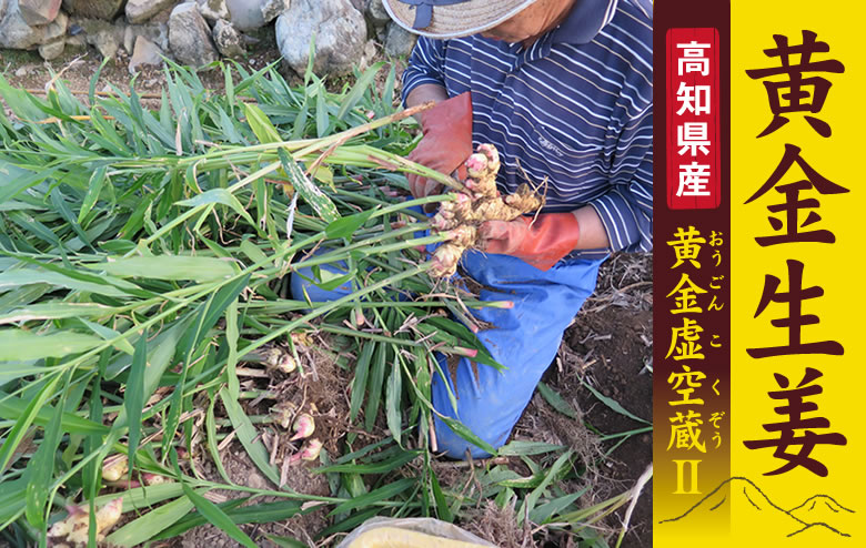 高知県産　黄金虚空蔵Ⅱ