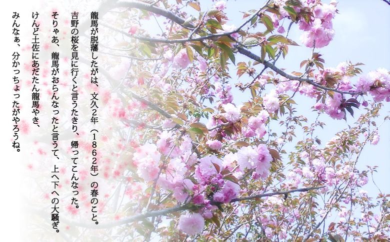 龍馬が脱藩したがは、文久２年（１８６２年）の春のこと。吉野の桜を見に行くと言うたきり、帰ってこんなった。